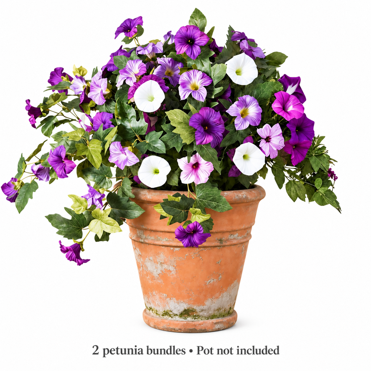 Two purple-white petunia bundles — inclusions