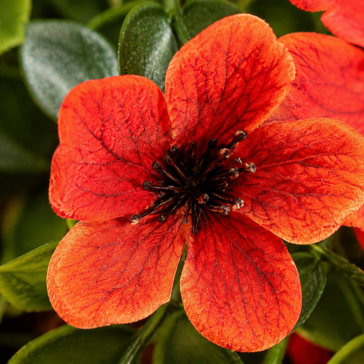 2 Orange Faux Mum Hanging Flower Bundles, UV Resistant Daisy and Eucalyptus Fall Decor