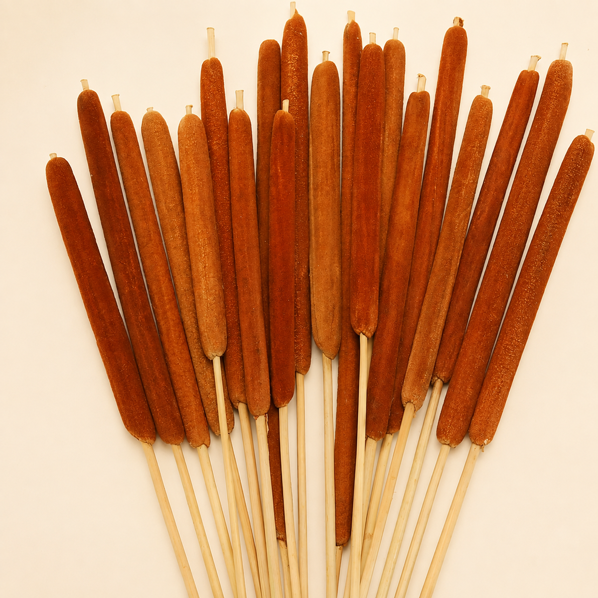20 Natural Dried Cattail Stems for Floral Arrangements