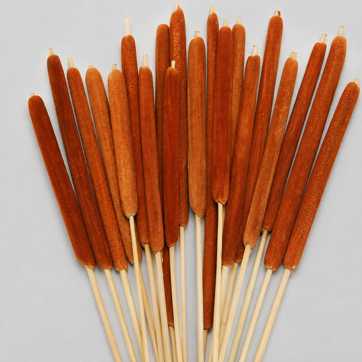 20 Natural Dried Cattail Stems for Floral Arrangements