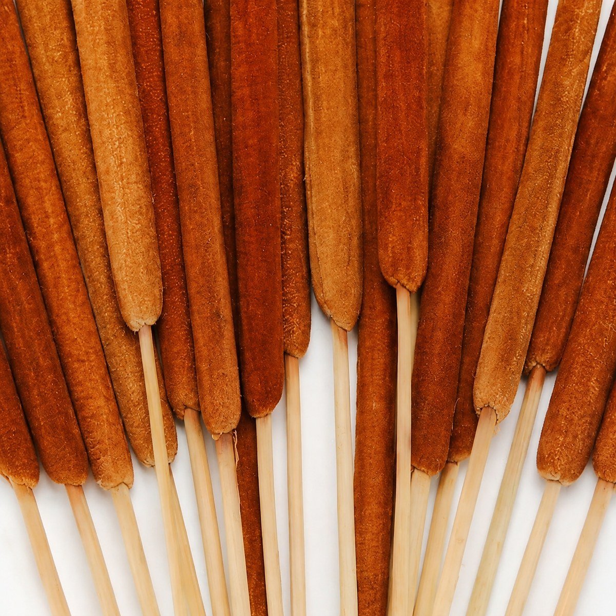 20 Natural Dried Cattail Stems for Floral Arrangements