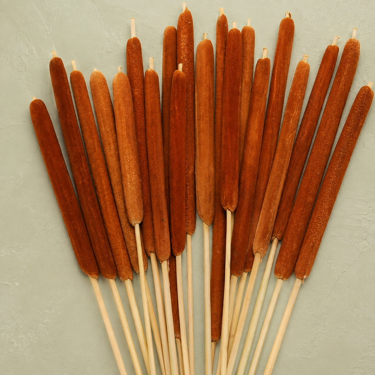 20 Natural Dried Cattail Stems for Floral Arrangements