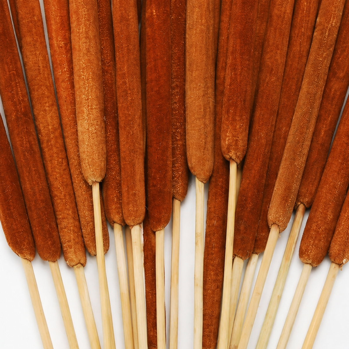 20 Natural Dried Cattail Stems for Floral Arrangements
