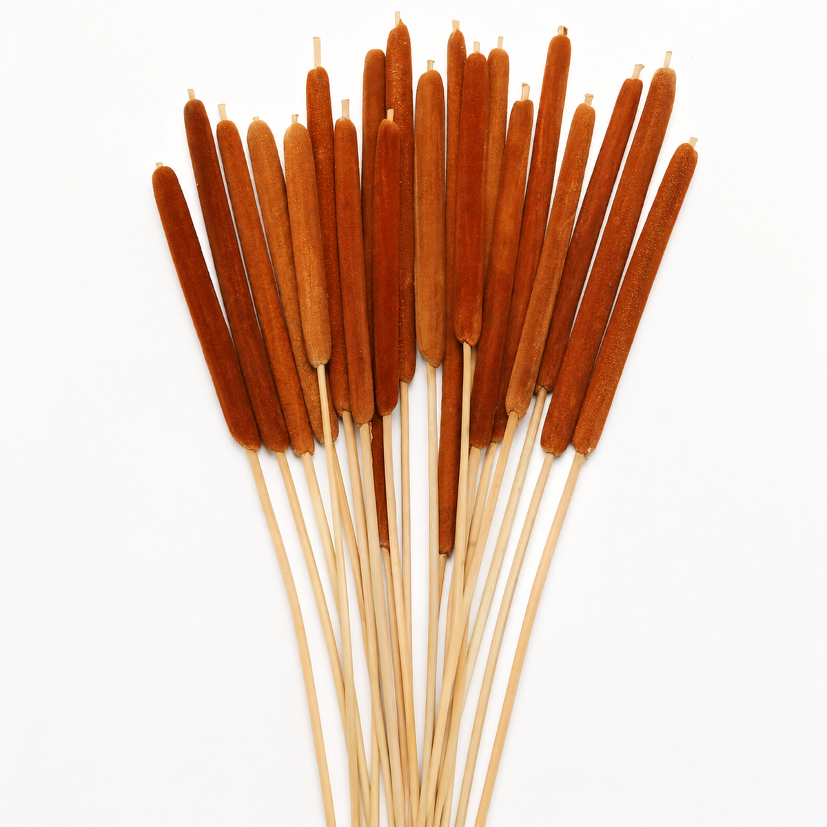 20 Natural Dried Cattail Stems for Floral Arrangements