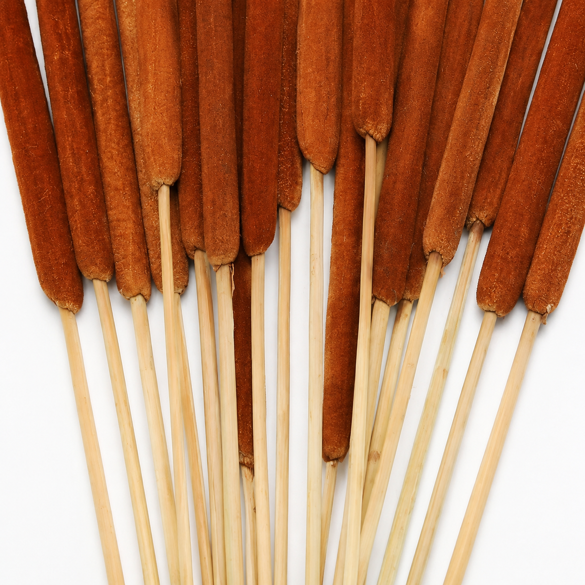 20 Natural Dried Cattail Stems for Floral Arrangements
