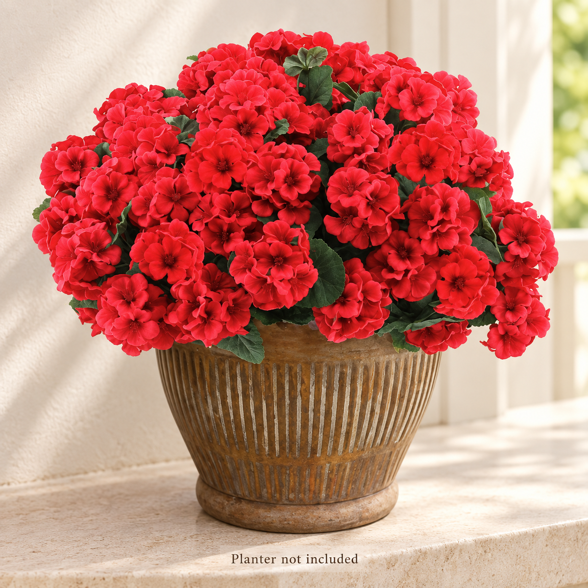 Six red geranium bundles — main