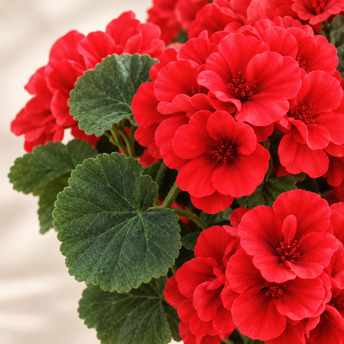 Six red geranium bundles — leaf detail