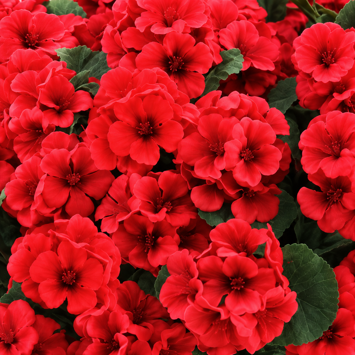 Six red geranium bundles — lower detail