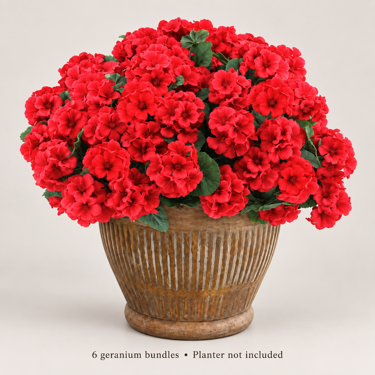 Six red geranium bundles — neutral studio