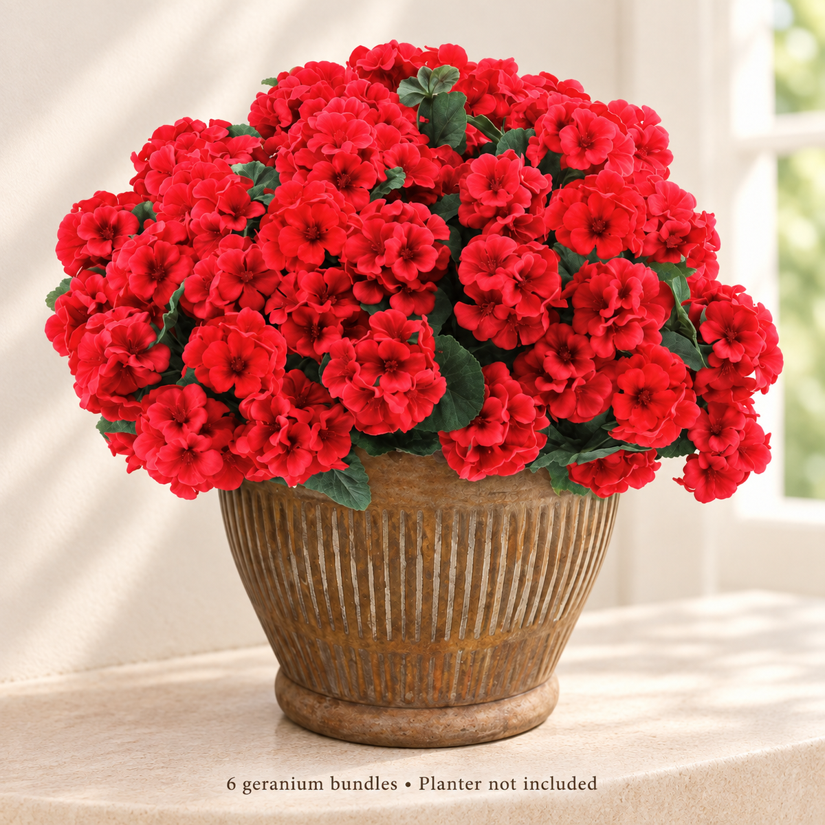 Six red geranium bundles — window light