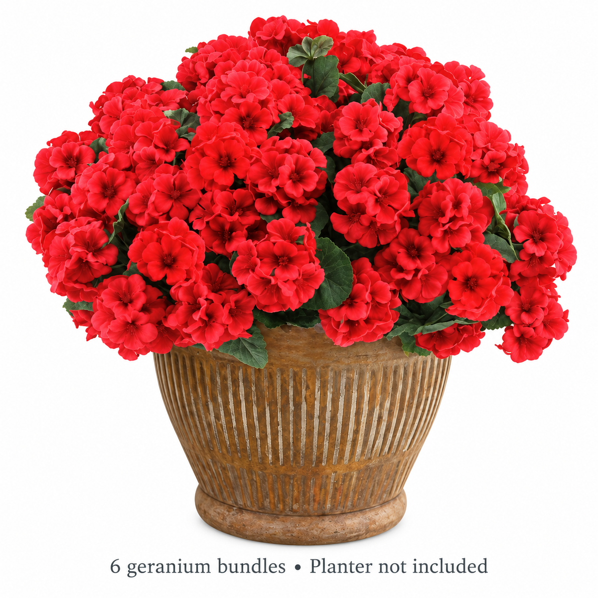 Six red geranium bundles — inclusions