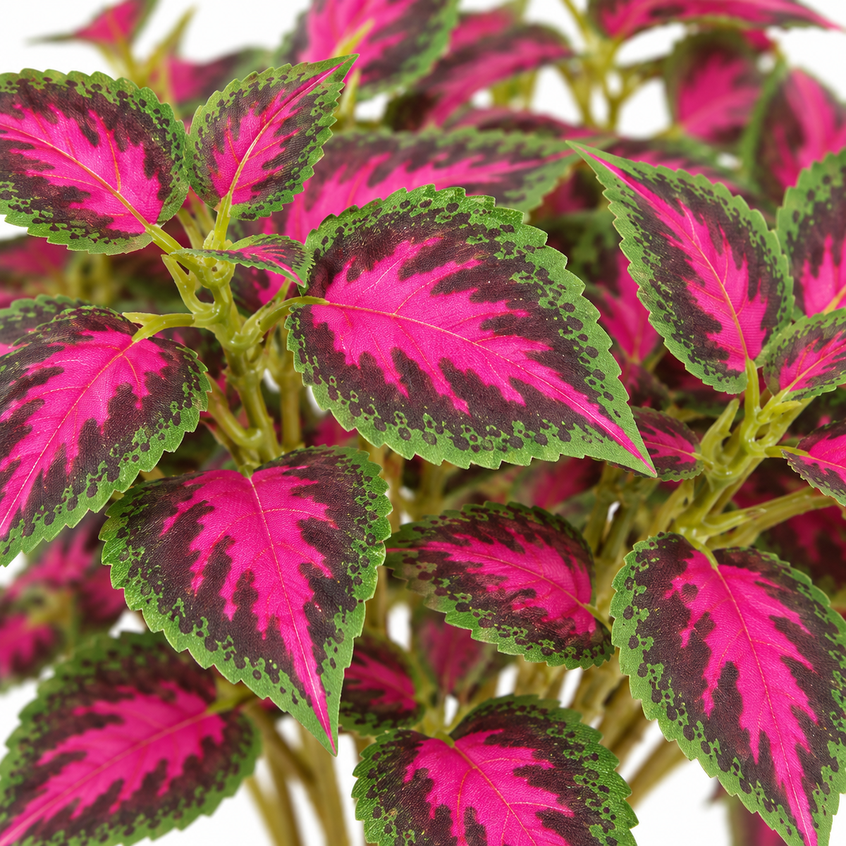 Artificial red-green coleus stems — color detail