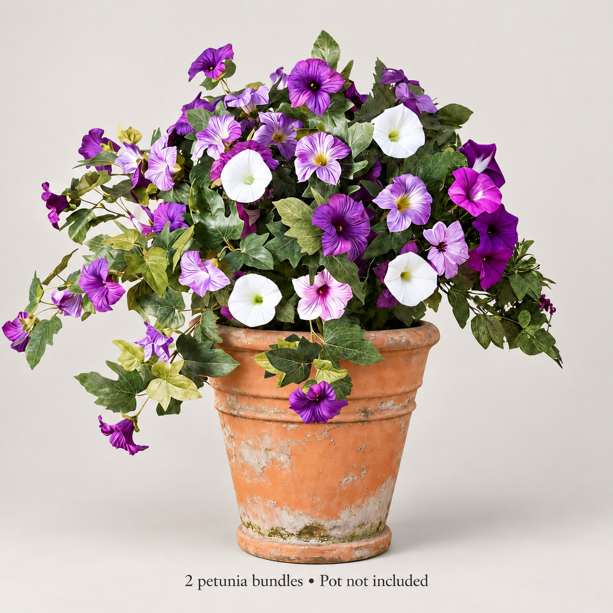Two purple-white petunia bundles — neutral studio