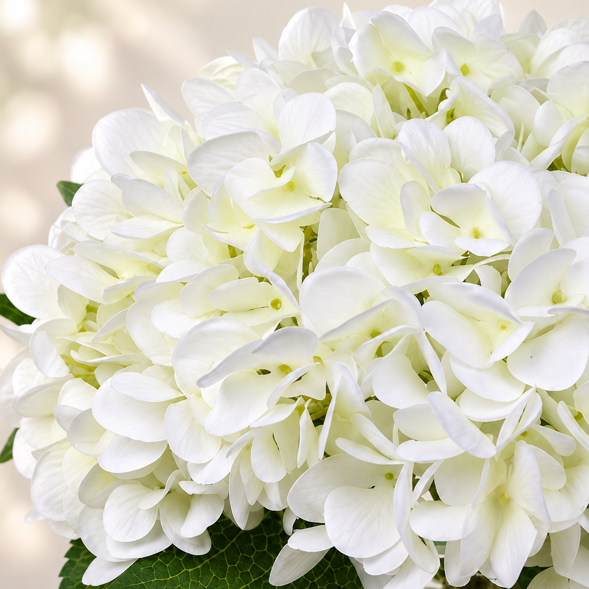 White hydrangea arrangement in glass vase with faux water — bloom detail