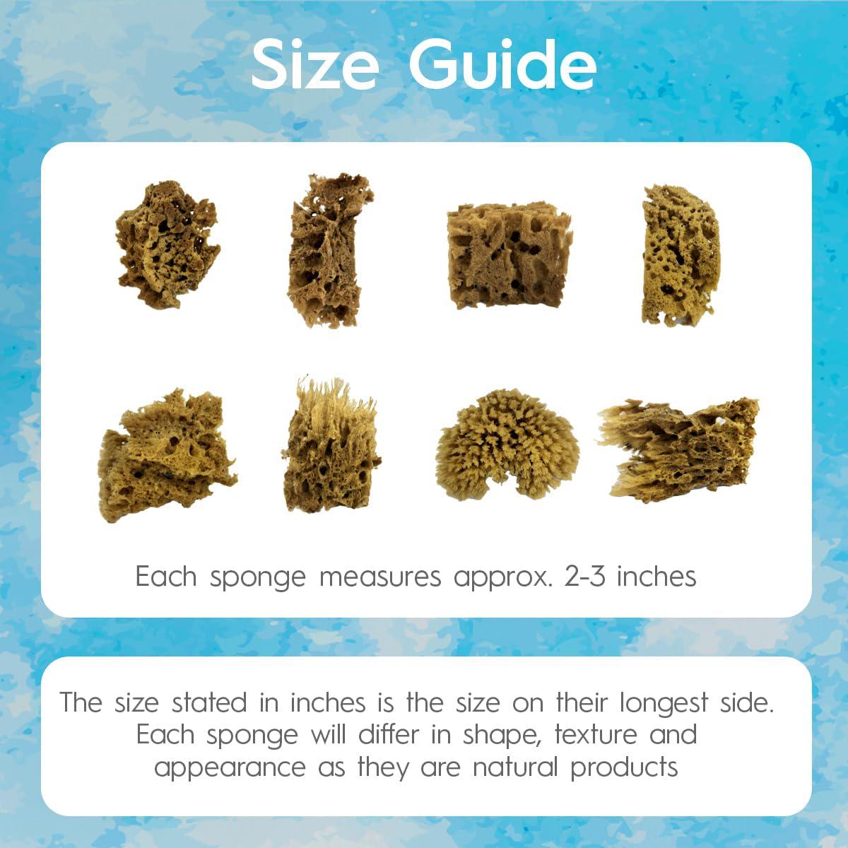 Natural Sea Sponges for Artists, 8 Pack, Painting, Pottery, Ceramics, Texturing
